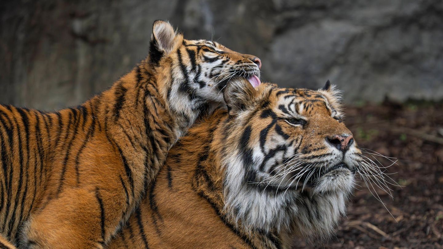 Artensterben: Sumatra-Tiger