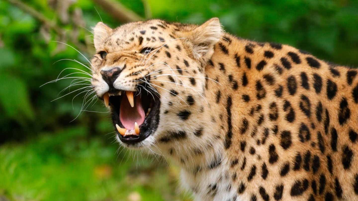 Artensterben: Amur-Leopard