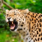 Artensterben: Amur-Leopard
