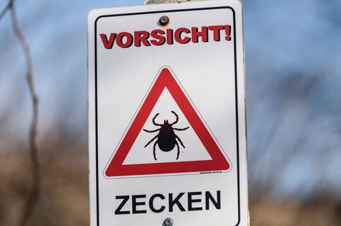 Durch die milderen Winter sind die Zecken inzwischen das ganze Jahr über aktiv. (Archivbild) Foto: Patrick Seeger/dpa