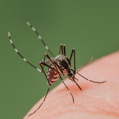 Asian Tiger Mosquito biting