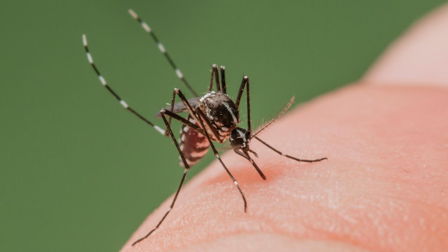 Tiger mosquitoes sting: recognize symptoms and treat them correctly