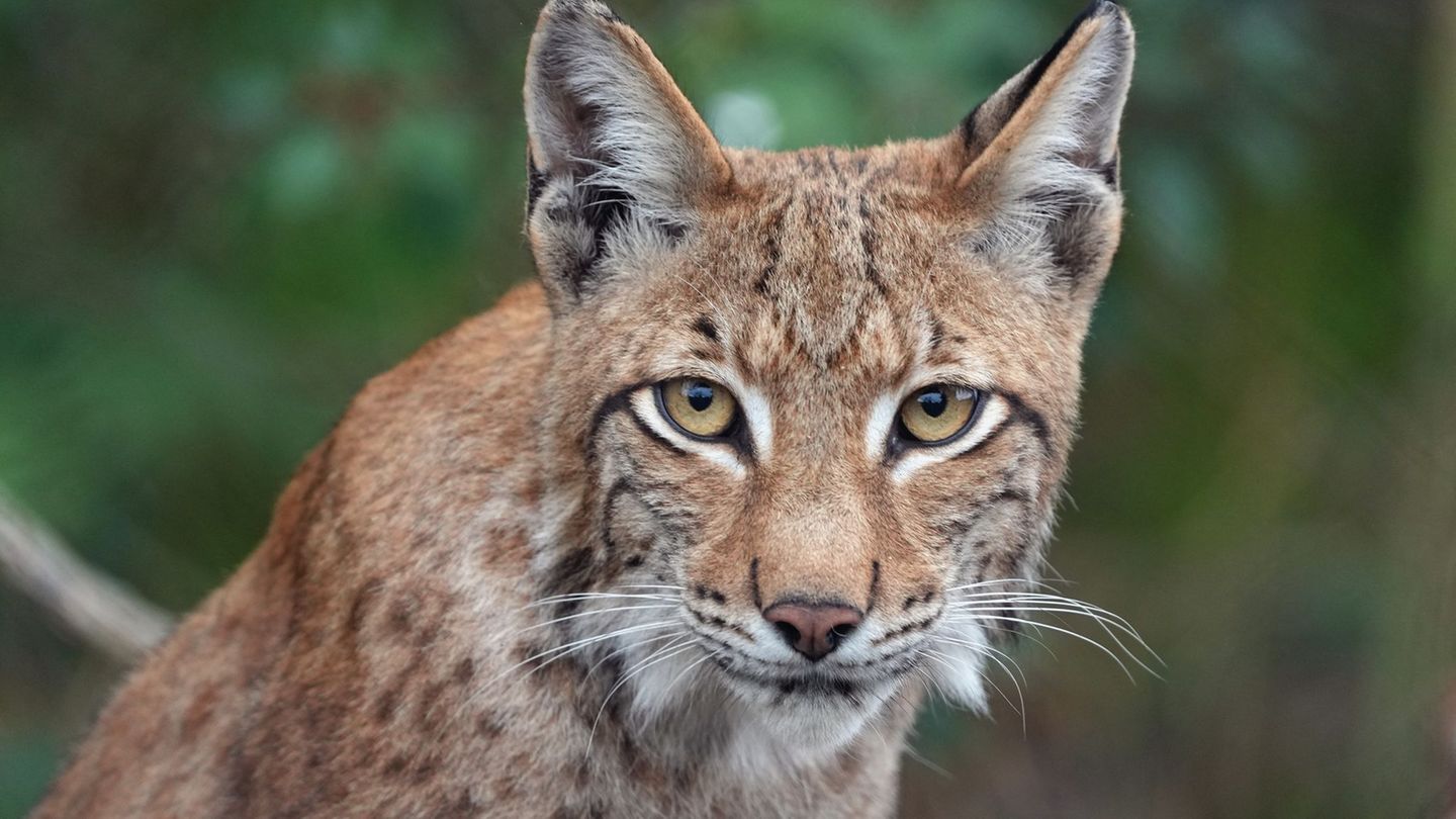 Im Thüringer Wald gibt es auch nach Barons Tod noch genügend männliche Luchse