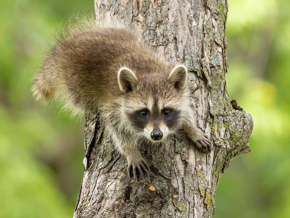 Waschbär