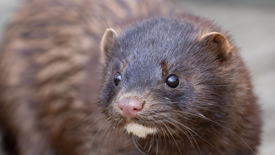 Mink
