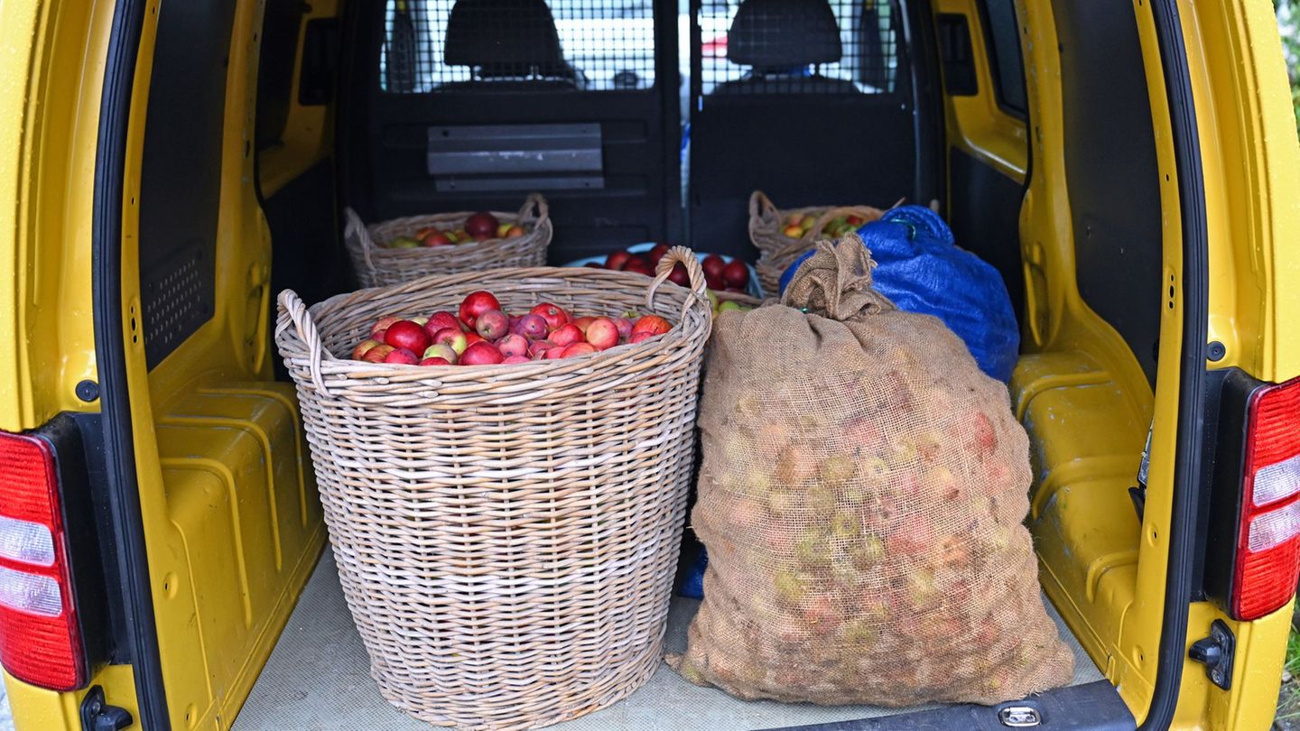 Viele Sachsen bringen derzeit Äpfel aus ihren Gärten oder von Streuobstwiesen in die Keltereien. Der Andrang dort ist groß. Foto