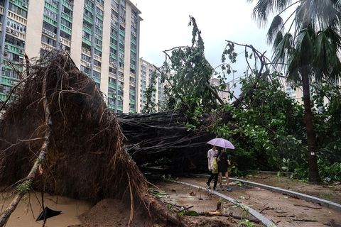 In Hongkong stürzten Hunderte Bäume um. Foto: Chan Long Hei/AP/dpa