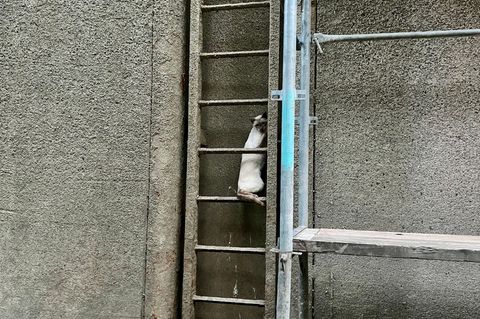 Das Tier ist vermutlich in der Nacht in die im Umbau befindliche Anlage gestürzt. Foto: Freiwillige Feuerwehr Hünxe/dpa