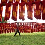 Frisch gefärbte Kalawa-Fäden