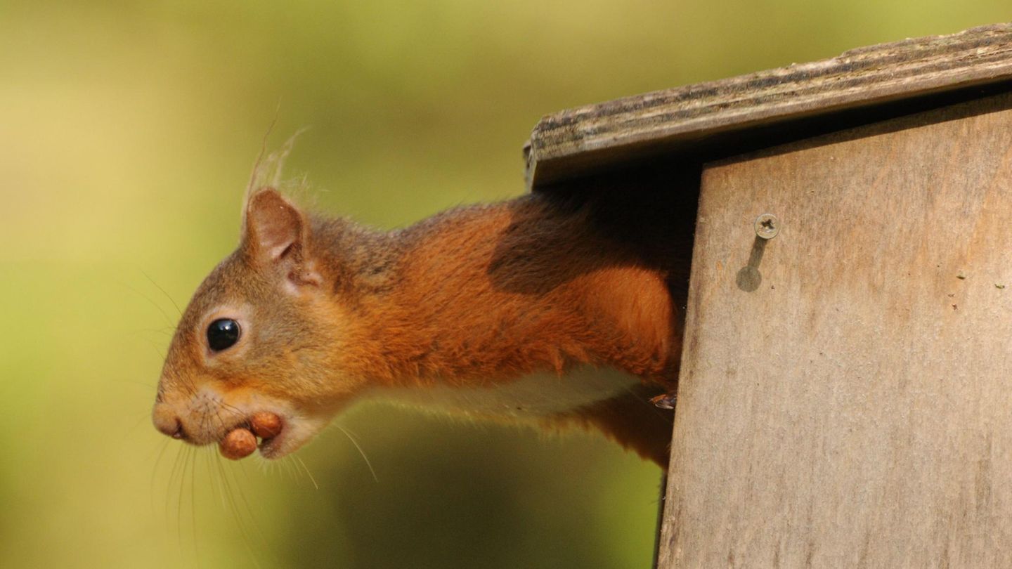 Red Squirrel with 2 Nuts