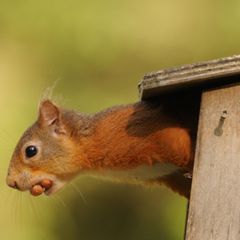 Red Squirrel with 2 Nuts