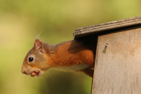 Red Squirrel with 2 Nuts