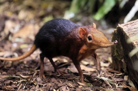 Artensterben: Rotschulter-Rüsselhündchen