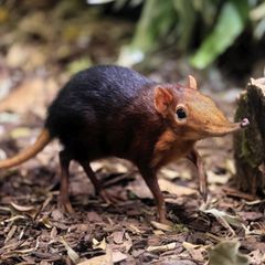 Artensterben: Rotschulter-Rüsselhündchen