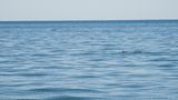 Artensterben: Vaquita