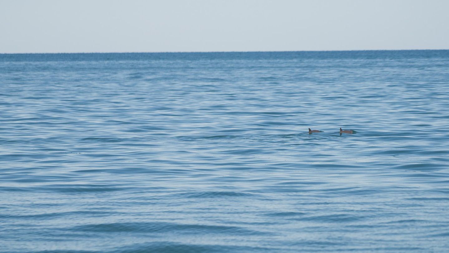 Artensterben: Vaquita Artensterben: Vaquita