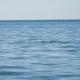 Artensterben: Vaquita