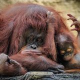 Artensterben: Sumatra-Orang-Utan