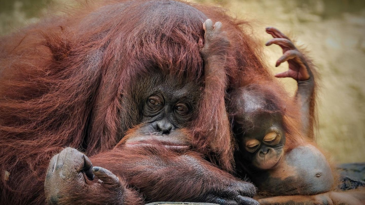 Artensterben: Sumatra-Orang-Utan