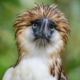 Artensterben: Philippinischer Adler