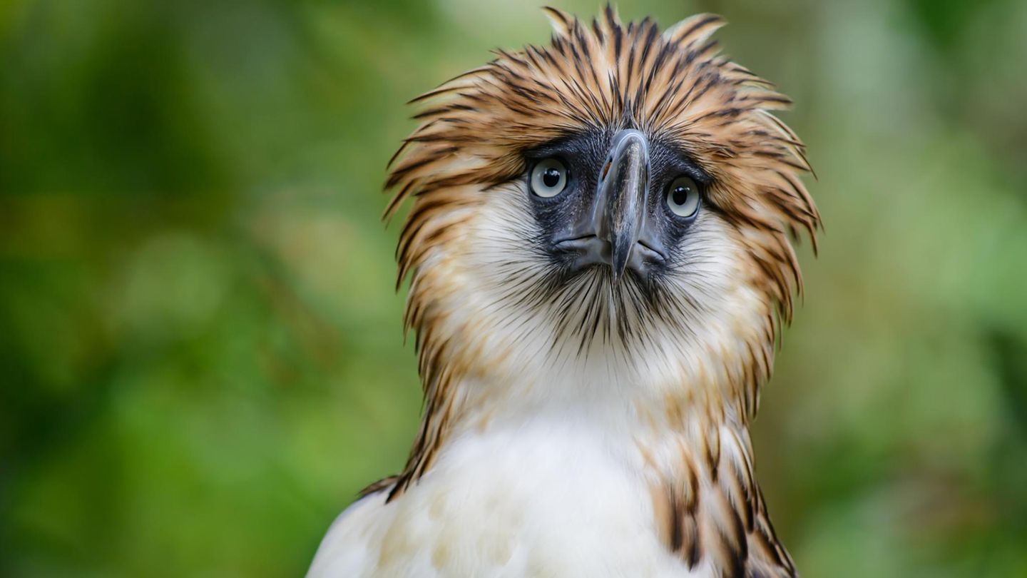 Artensterben: Philippinischer Adler