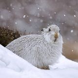 Artensterben: Alpenschneehase