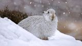 Artensterben: Alpenschneehase