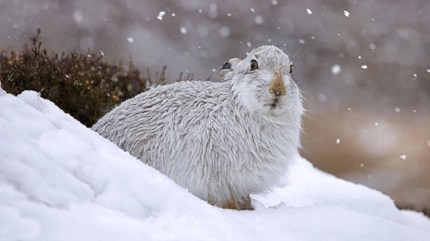 Artensterben: Alpenschneehase Artensterben: Alpenschneehase