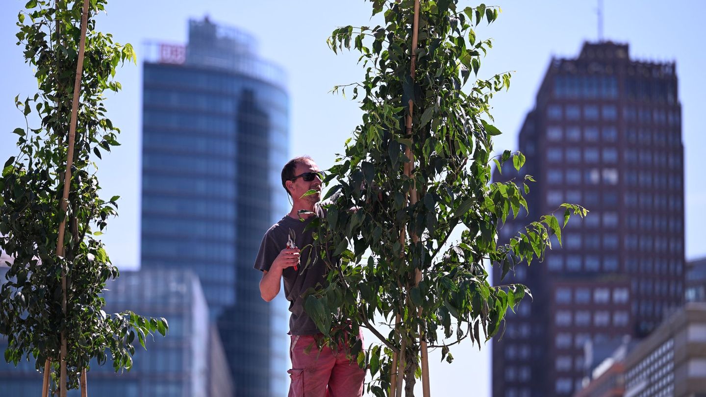Wie viel Bäume in Berlin in den nächsten Jahren neu gepflanzt werden, ist noch offen. (Archivbild) Foto: Soeren Stache/dpa