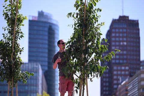 Wie viel Bäume in Berlin in den nächsten Jahren neu gepflanzt werden, ist noch offen. (Archivbild) Foto: Soeren Stache/dpa