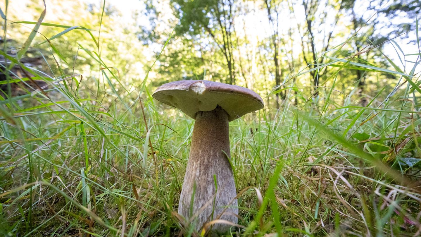 Steinpilze zählen zu den Röhrenpilzen. Foto: Philip Dulian/dpa