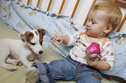 Ein Hund zusammen mit einem Baby