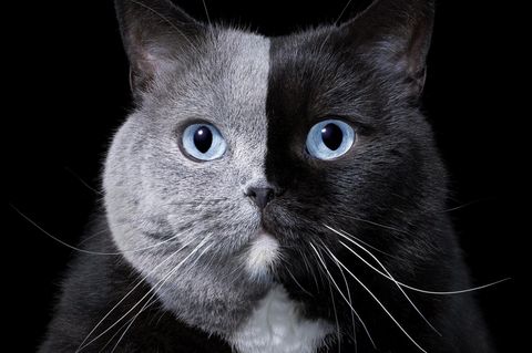 Britisch Kurzhaar-Katze