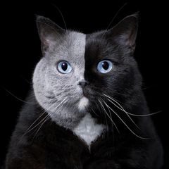 Britisch Kurzhaar-Katze