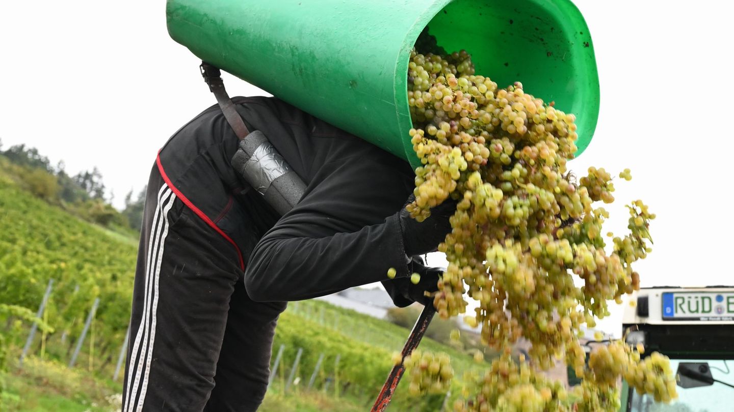 Die Winzer im Rheingau mussten sich dieses Jahr bei der Weinlese sputen. Foto: Arne Dedert/dpa