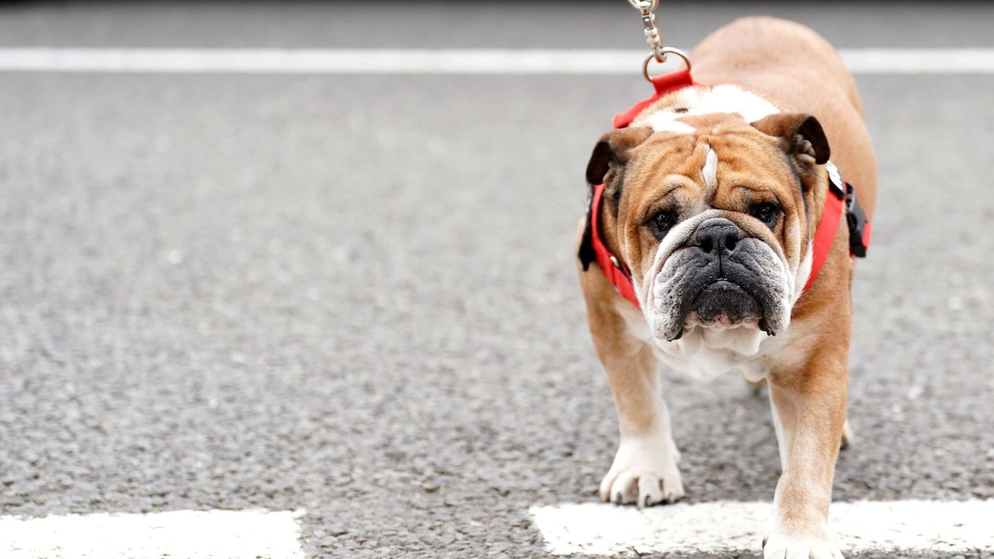 Formula 1: Superstar Hamilton in great concern: Bulldogge Rosco in a coma