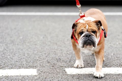 Lewis Hamilton bangt um seinen Hund. (Archivbild) Foto: Tim Goode/PA Wire/dpa