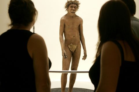 Rekonstruktion des Homo Erectus