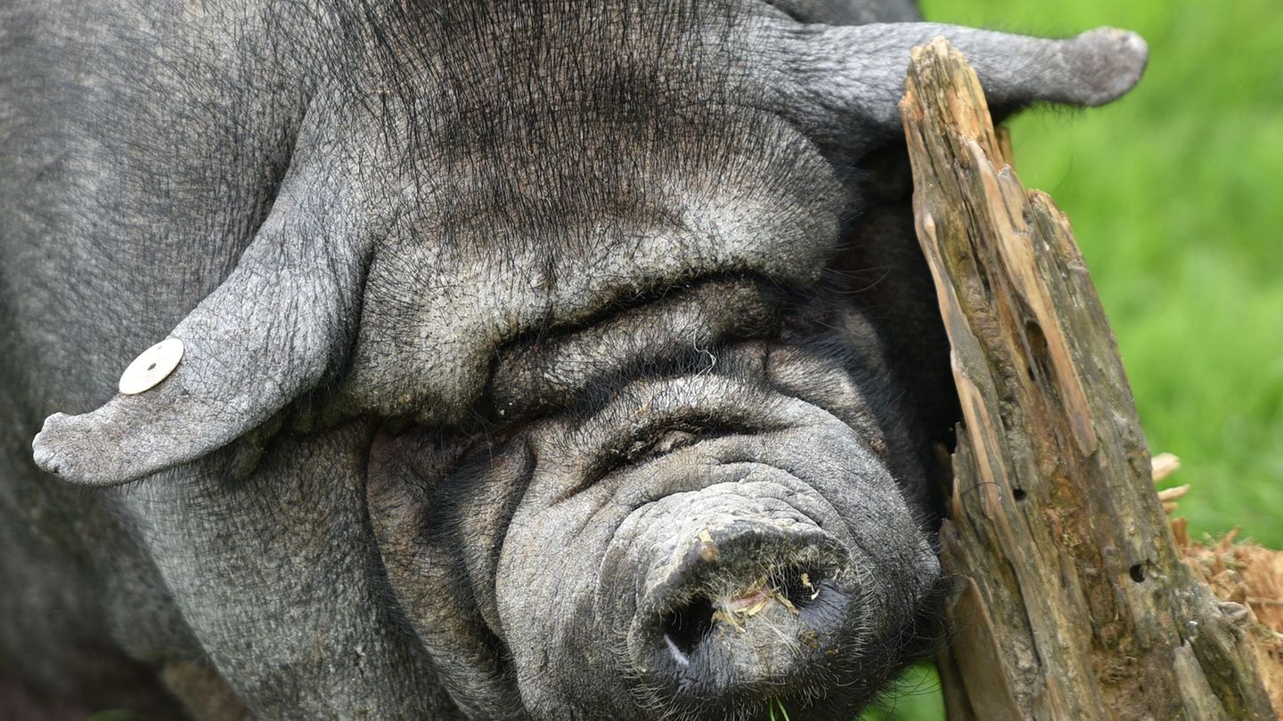 Der Tierpark Sababurg gibt seine Schweinehaltung wegen der Afrikanischen Schweinepest auf. (Archivbild) Foto: Uwe Zucchi/dpa