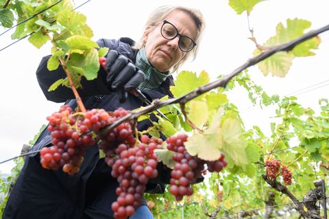 In Sachsen läuft die Weinlese derzeit auf Hochtouren. Foto: Robert Michael/dpa