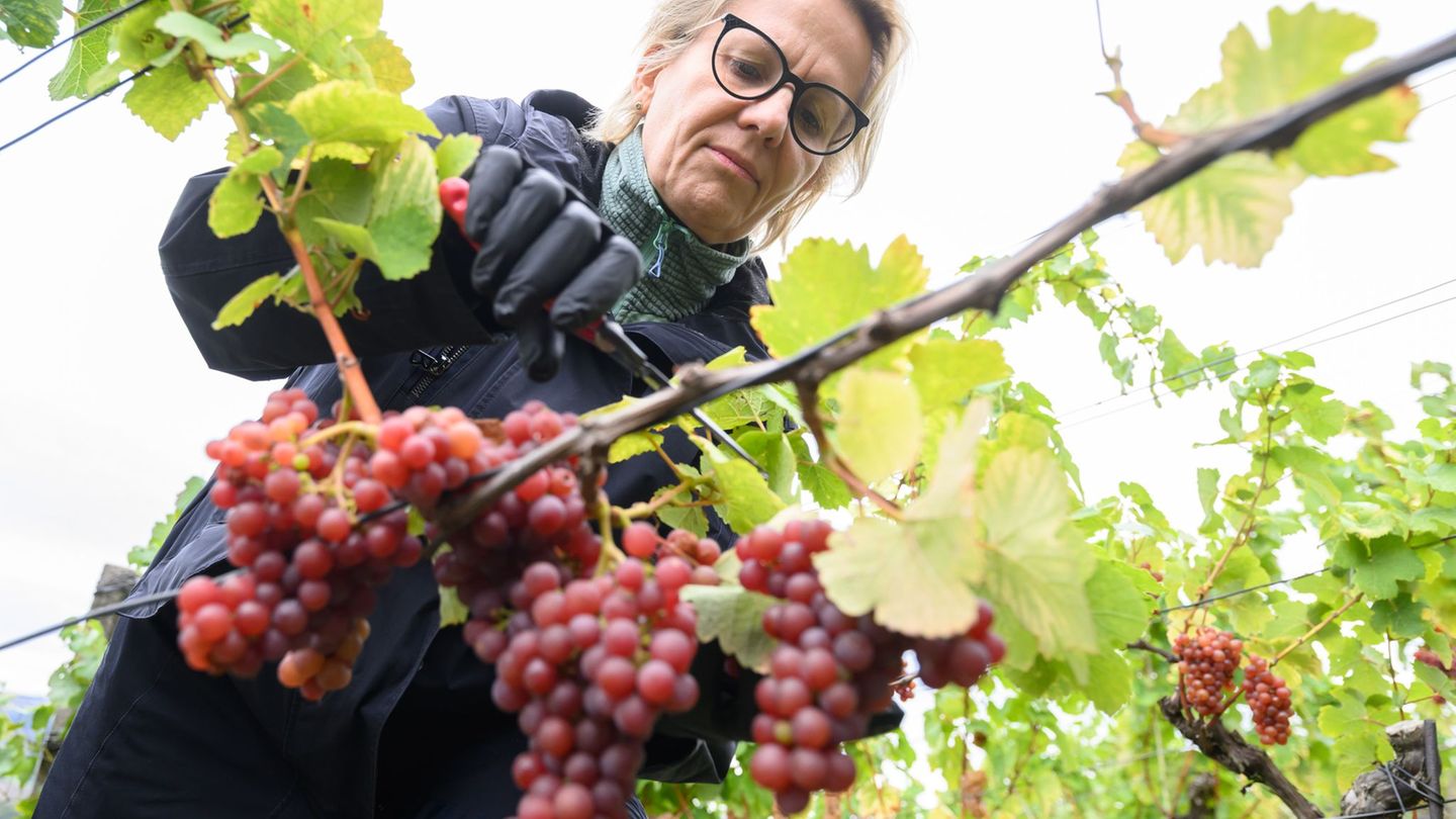 In Sachsen läuft die Weinlese derzeit auf Hochtouren. Foto: Robert Michael/dpa