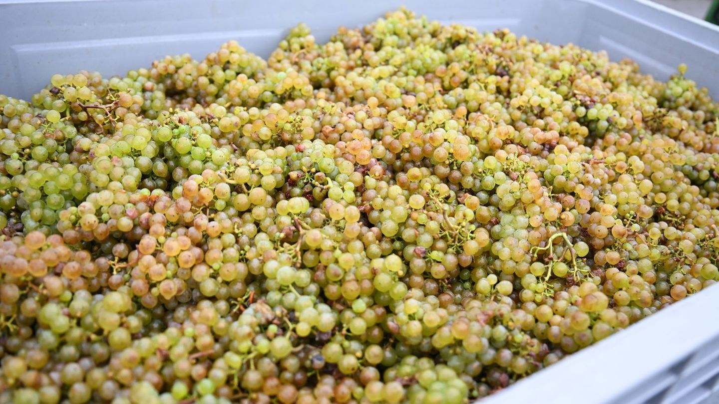 Rheingauer Rieslingtrauben, frisch gelesen, schimmern in verschiedenen Farbtönen. Foto: Arne Dedert/dpa