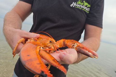 Ein aufmerksamer Kunde entdeckte den seltenen Hummer und alarmierte Tierschützer. Foto: -/Humane Long Island/dpa