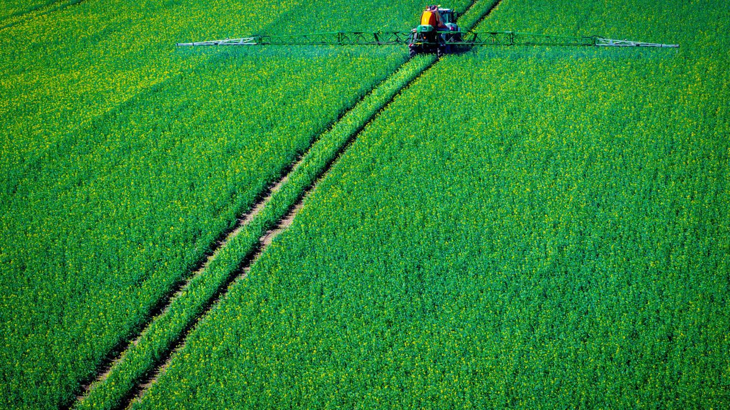 Mit Pflanzenschutzmitteln versuchen Landwirte, Schädlinge zu bekämpfen. (Archivbild) Foto: Jens Büttner/dpa