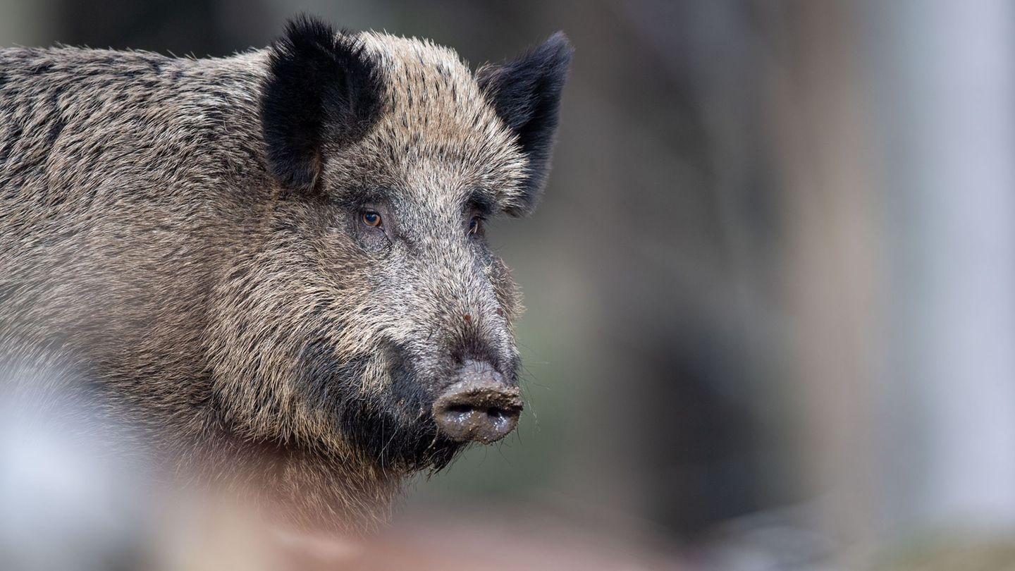 Manche Wildschweine richten Schäden in Weinbergen an. (Symbolbild) Foto: Lino Mirgeler/dpa