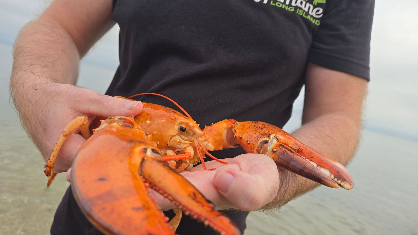 Das Tier wurde in einem Supermarkt im US-Bundesstaat New York gefunden und gerettet. Foto: -/Humane Long Island/dpa