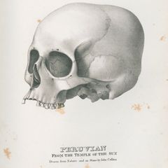 Schädel