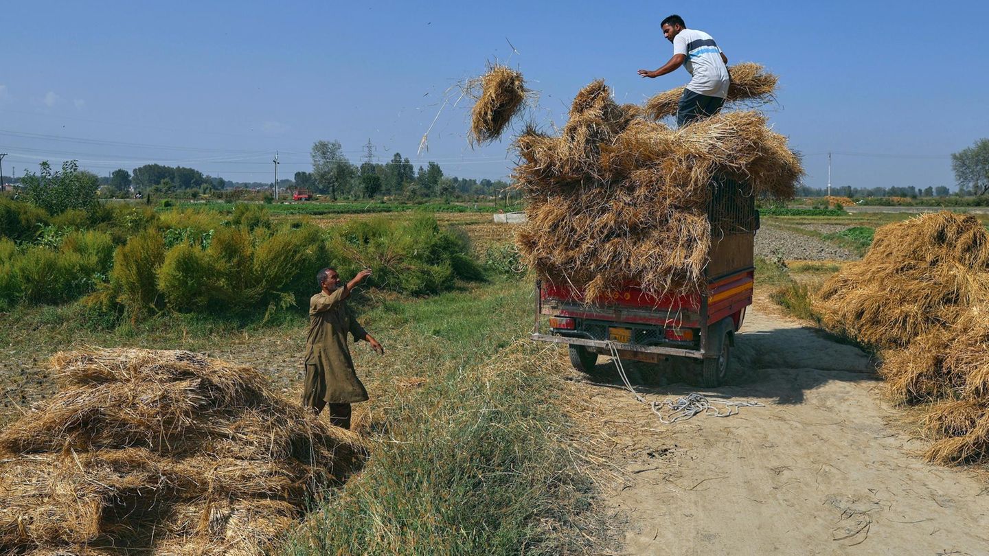 Srinagar, Indien. Bauern sammeln Reisbündel ein, die frisch geerntet wurden. In der Sommerhauptstadt (ja, so etwas gibt es) Kaschmirs ist die Landwirtschaft ein zentraler Bestandteil der Wirtschaft. Die Stadt liegt in einer Höhe von 1585 Meter über dem Meeresspiegel und ist berühmt für ihre Gärten, Seen und Hausboote