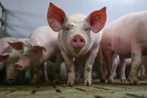 Weil laut dem Bundeslandwirtschaftsministerium von der Extra-Förderung zum Umbau von Schweineställen nicht die erhoffte Wirkung