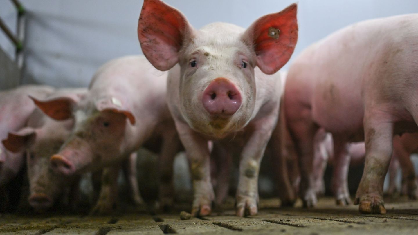 Weil laut dem Bundeslandwirtschaftsministerium von der Extra-Förderung zum Umbau von Schweineställen nicht die erhoffte Wirkung